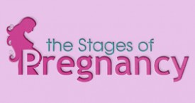 The Stages of Pregnancy